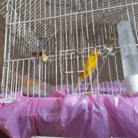 قناری|پرنده|هندیجان, |دیوار