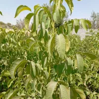 انواع نهال و درختان میوه|خدمات باغبانی و درختکاری|اصفهان, کشاورزی|دیوار