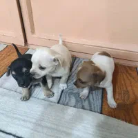 واگذاری توله شی واوا اصل