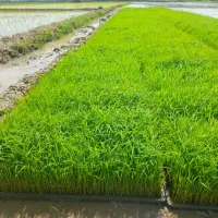 توم باکسی  هاشمی درجه یک