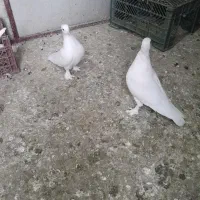 یک جفت سفید نروماده