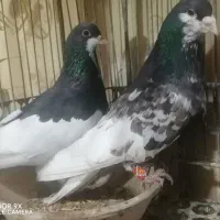 کبوتر رنگی ..شهری یال سیاه گلدار|پرنده|ششده و قره بلاغ, |دیوار