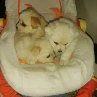 توله نژاد دار اشپیتز|سگ|جیرفت, |دیوار