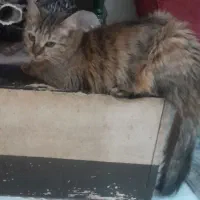 گربه