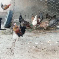 خروس اصل محلی