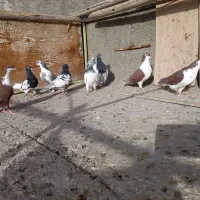 کبوتر پرشی
