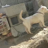 سگ پا کوتاه سفید بسیار نژاد خوب تخفیف پای خرید