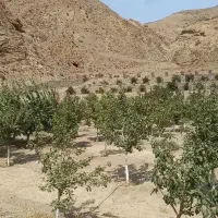 سرایدار  بدون  حقوق