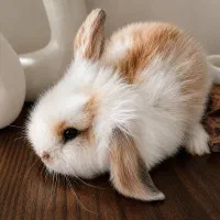خرگوش لوپ اصل