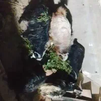 تروشت محلی وکاموری