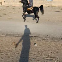 مشگی پر کلاغی کرد