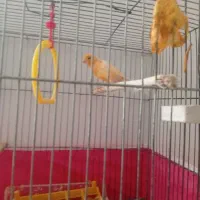 قناری|پرنده|فولادشهر, B7|دیوار