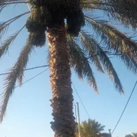 درخت گرازحرفه ای|گل و گیاه طبیعی|بم, |دیوار