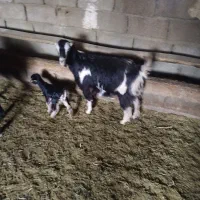 یک عدد بز و بزغاله شکم دومشو بز زاییده|حیوانات مزرعه|رباط‌کریم, رباط‌کریم|دیوار