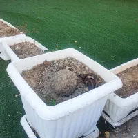 ۱۹ عدد گلدان پلاستیکی سفید و ۴۸ متر چمن سبز