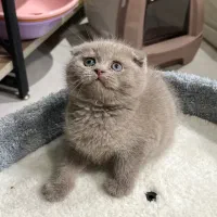 اسکاتیش رنگ کاراملی