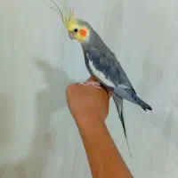 عروس هلندی سینامون دستی