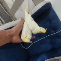 عروس هلندی|پرنده|پیشوا, |دیوار