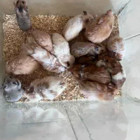 تعدادی بچه همستر و بالغ پشمالو و باوره نژاد سوری