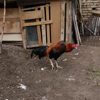 خروس لاری ۱۸ ماهه