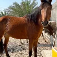 فروش مادیان پنج ساله کره دهی عالی|اسب و تجهیزات اسبسواری|آبپخش, |دیوار