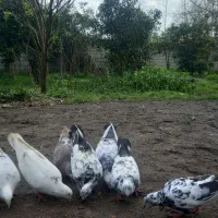 کفتر یا کبوتر|پرنده|رودسر, |دیوار