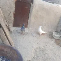 کفتر