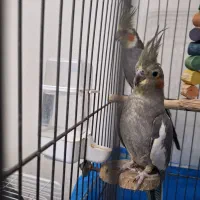 ۶ عدد عروس هلندی با قفس|پرنده|اسلامشهر, شهرک الهیه|دیوار