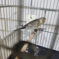 جوجه سهره قناری نر