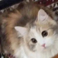 گمشده توروخدا هرکس دیده بگه|حیوانات|اردبیل, |دیوار