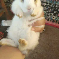 خرگوش نژاد لپ و پشمالو