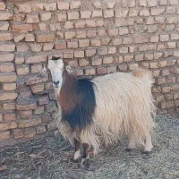 ۳بز جوان دو قلوزا