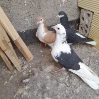 ۲عدد کفتر رنگه صید