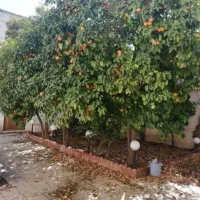 خوابگاه دانشجویی|اجارهٔ کوتاهمدت آپارتمان و سوئیت|شیراز, لب آب|دیوار