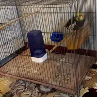 عروس هلندی سینامون نر|پرنده|هرسین, |دیوار