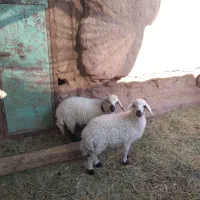 دو عدد بره ماده