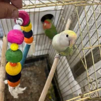 کوتوله خاص|پرنده|قم, نخودی|دیوار