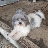 شیتزو عروسکی|سگ|رشت, دیانتی|دیوار