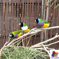 فنج گلدین|پرنده|خاش, |دیوار