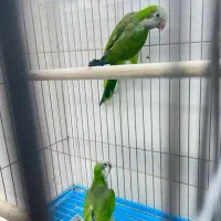 طوطی|پرنده|شیراز, لب آب|دیوار