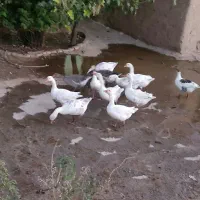 مرغ وخروس،غاز|حیوانات مزرعه|ماهیدشت, |دیوار