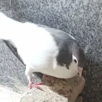 کفتر چپ قهوه ای