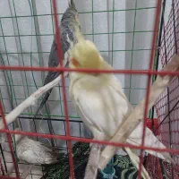 یک جفت عروس هلندی با یک جوجه