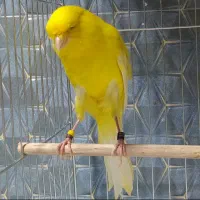 قناری رسمی بلند نرمست اماده