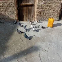 کبوتر پرشی اویناخ|پرنده|خسروشاه, |دیوار