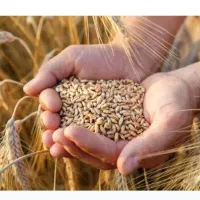گندم|خوردنی و آشامیدنی|بروجن, |دیوار