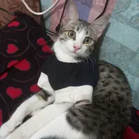 گربه|گربه|میامی, |دیوار