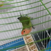 کوتوله برزیلی|پرنده|شیراز, شهرک مطهری|دیوار