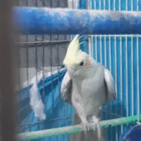 عروس هلندی سالم وشاداب|پرنده|شیروان (خراسان), |دیوار