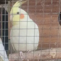 قبول سرپرستی پرندگان،غرب تهران